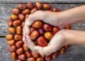Žižole: The Complete Guide to the Ancient Jujube Fruit's Meaning and Benefits
